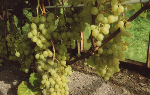 Выращивание винограда в теплице - лучшие сорта