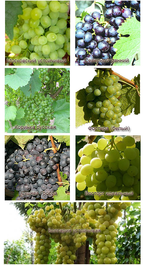Выбор сорта винограда для теплицы