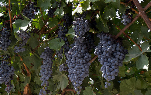 Выращивание винограда в теплице - лучшие сорта