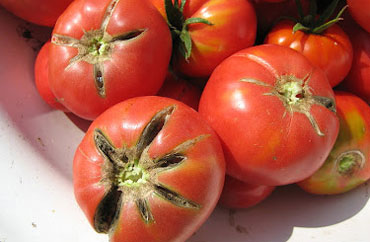 Чернеют и трескаются помидоры в теплице - все болезни томатов