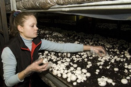 Выращивание грибов в теплице — особенности и секреты
