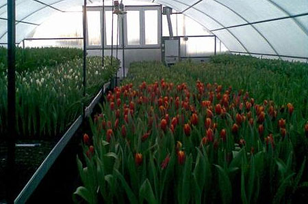 Выращивание тюльпанов в теплице — от посадки до сбора