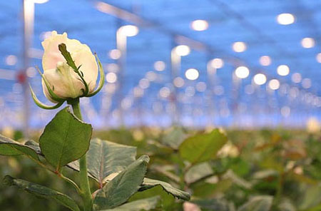 Розы в теплице — особенности выращивания