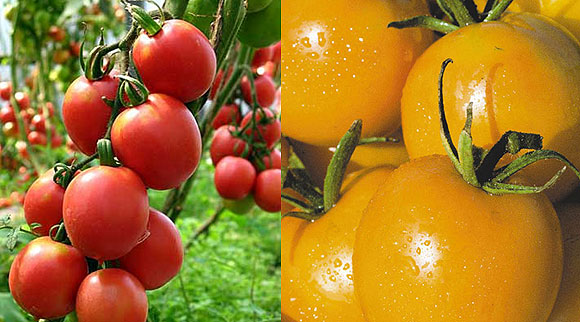 Лучшие сорта томатов для теплиц и самые урожайные из них
